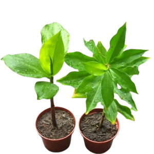 ইনসুলিন প্লান্ট